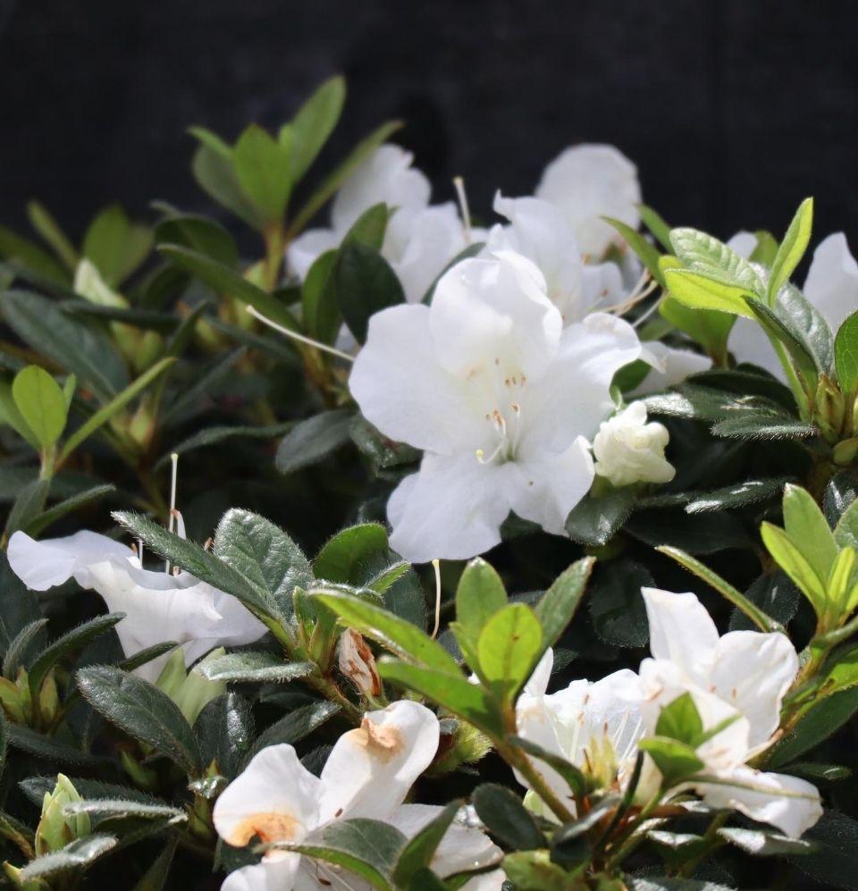 Rhododendron Azalea - Champion Landscape Supplies - SHRUBS